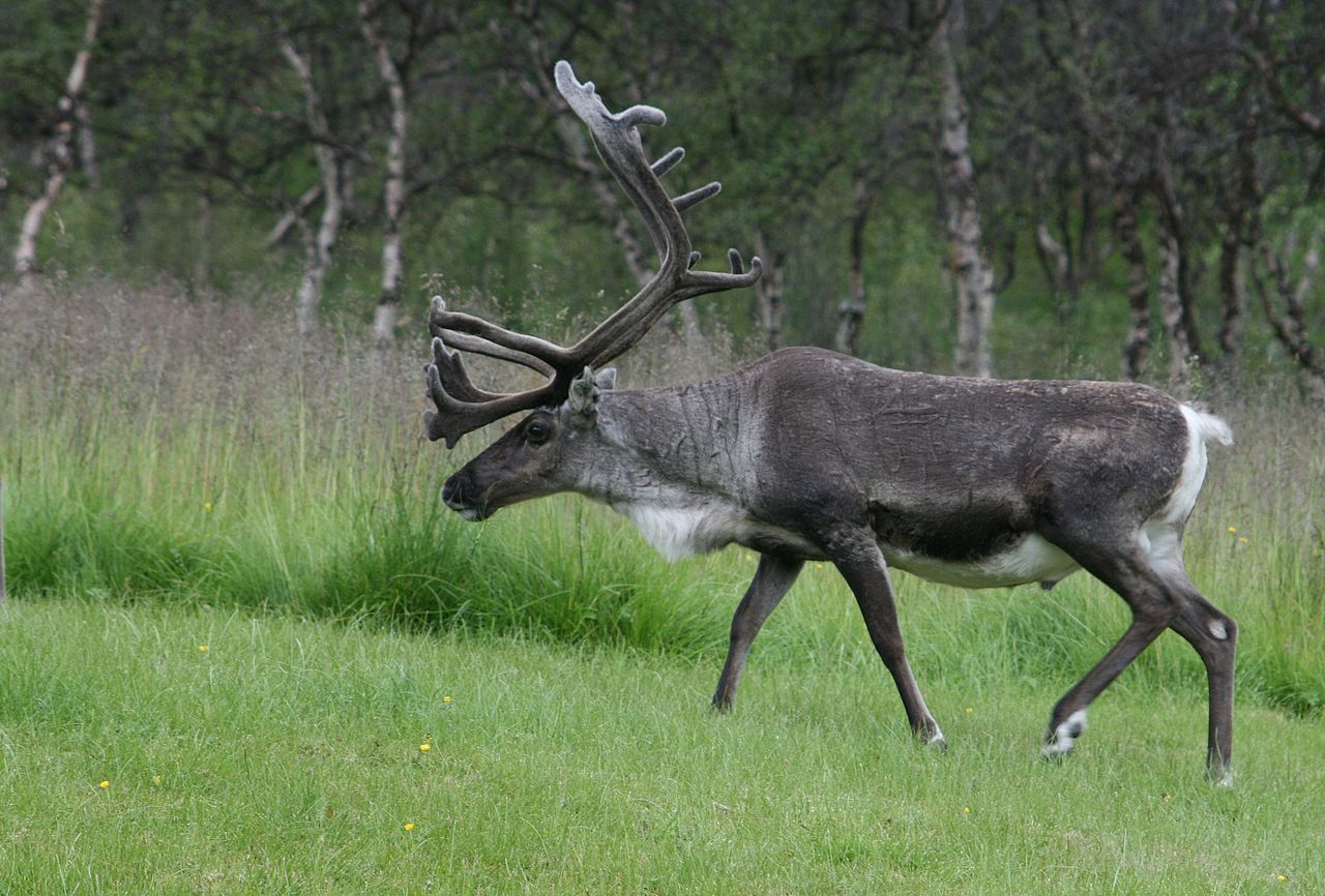 8_reindeer.jpg